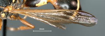 Media type: image;   Entomology 31087 Aspect: Wing front